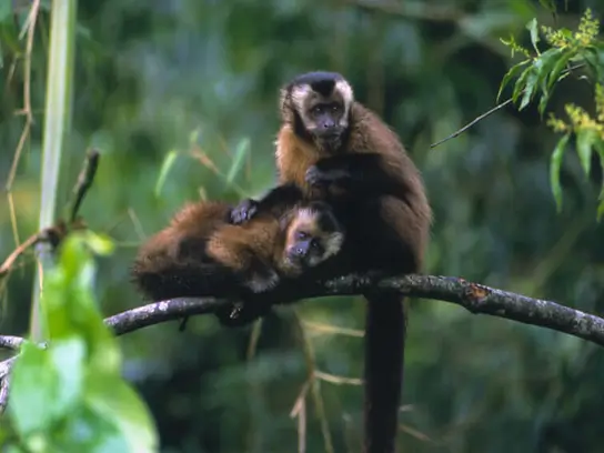 3D2N Manu Amazon Rain Forest Tour from Cusco